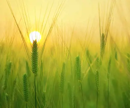close up of a green barely field and yellow sunset